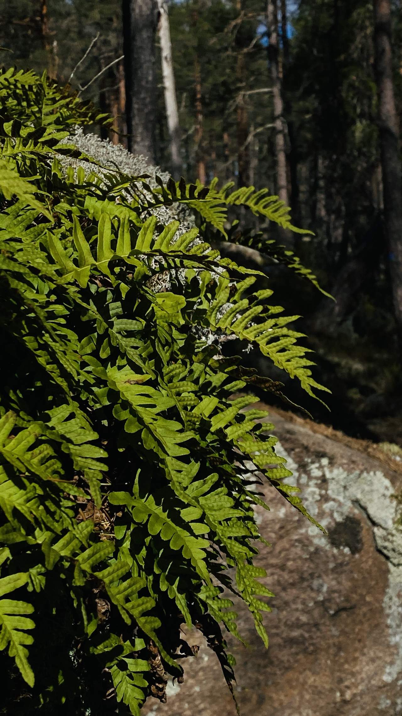 Bild ohne Beschreibung Bild ohne Beschreibung