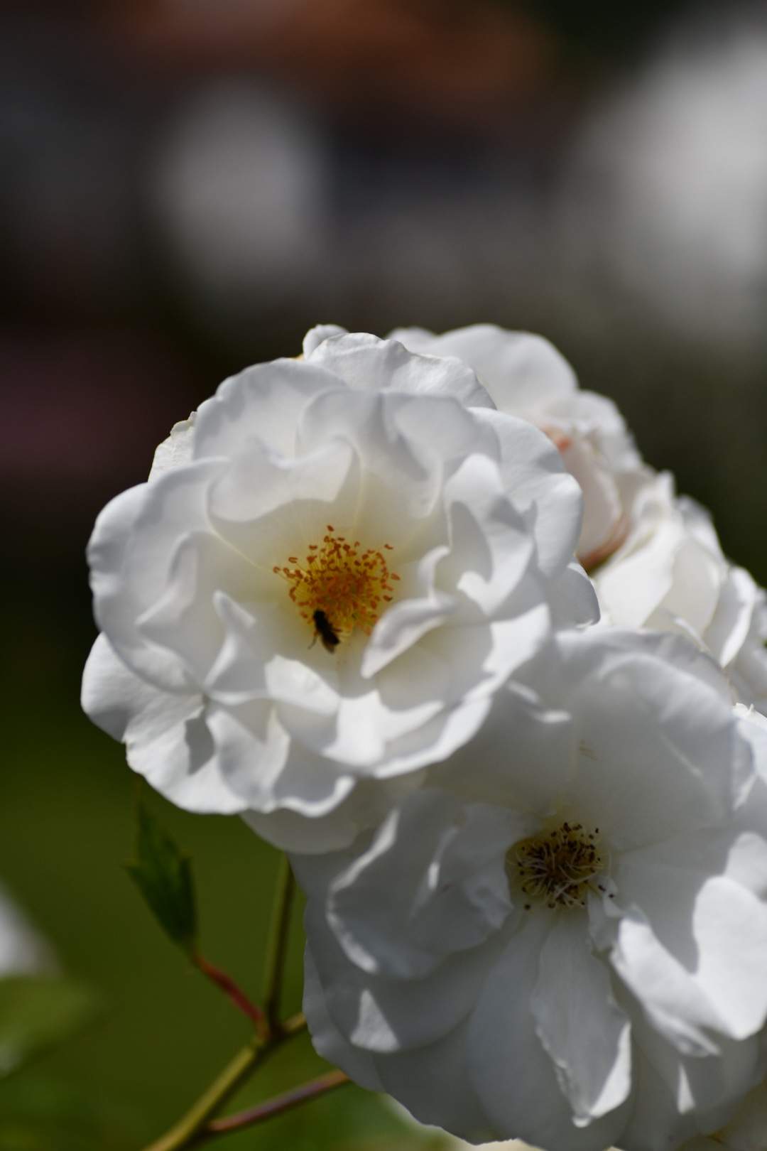 Bild ohne Beschreibung Bild ohne Beschreibung