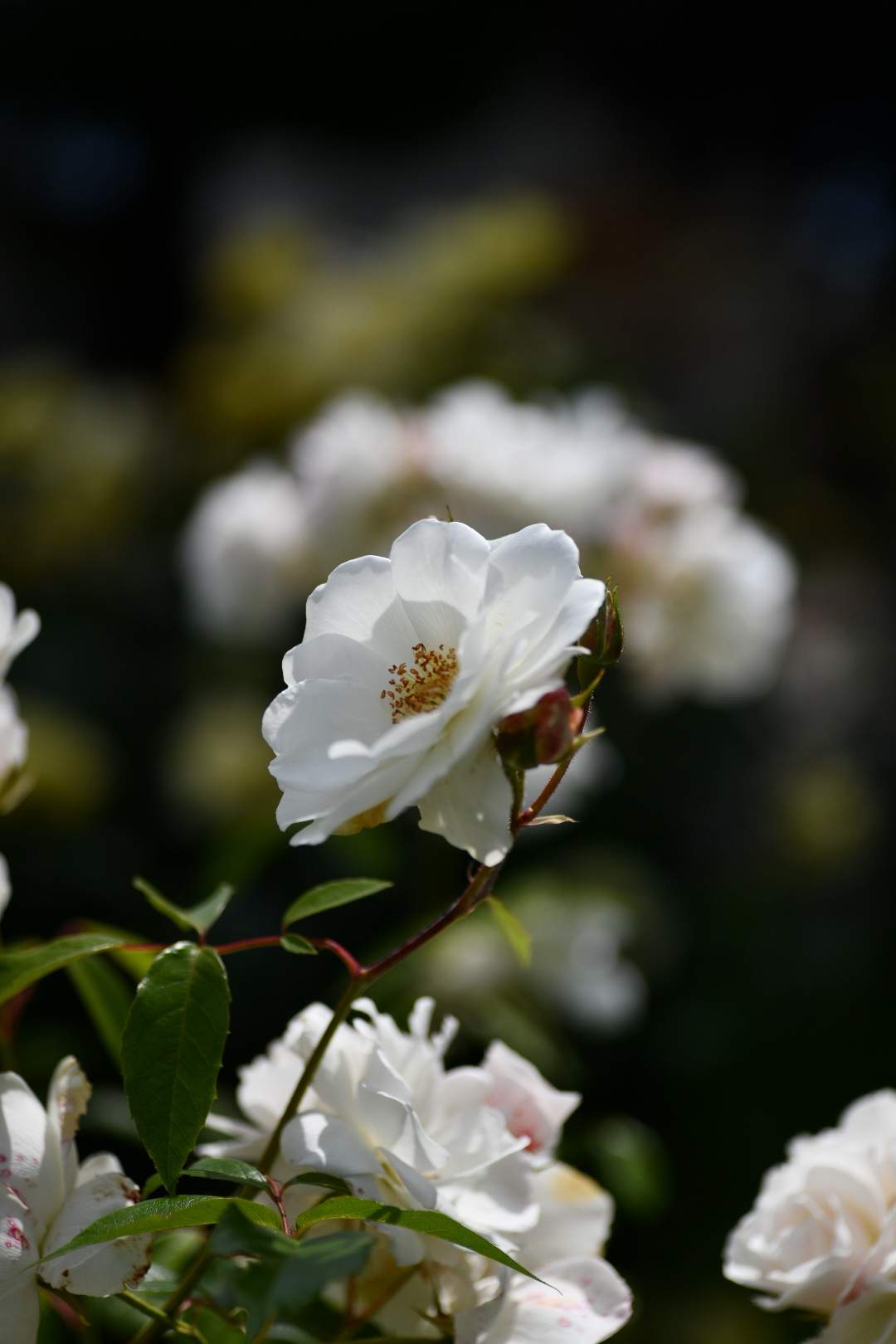 Bild ohne Beschreibung Bild ohne Beschreibung