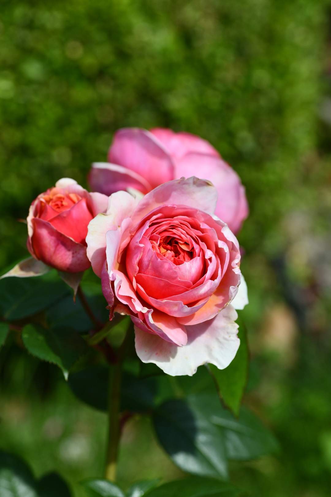 Bild ohne Beschreibung Bild ohne Beschreibung