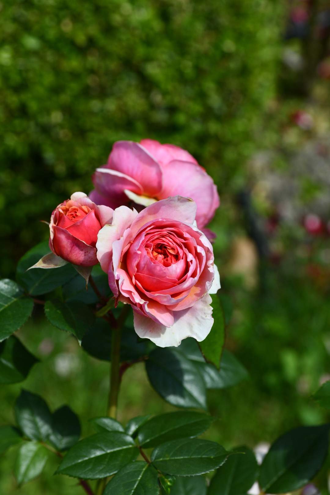 Bild ohne Beschreibung Bild ohne Beschreibung