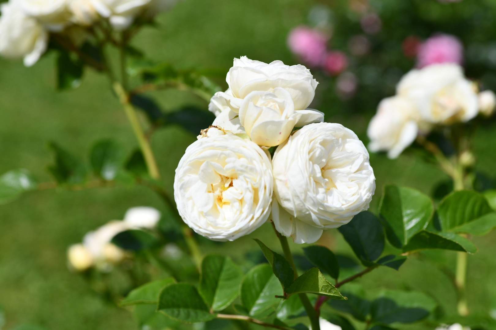 Bild ohne Beschreibung Bild ohne Beschreibung