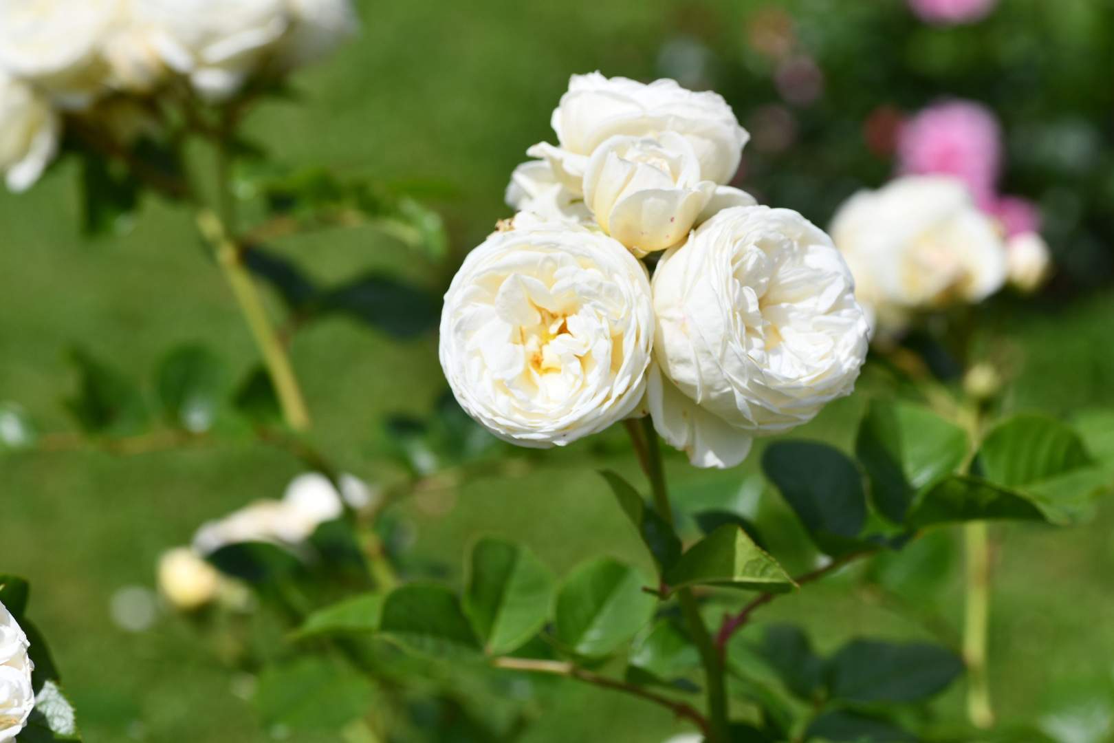 Bild ohne Beschreibung Bild ohne Beschreibung