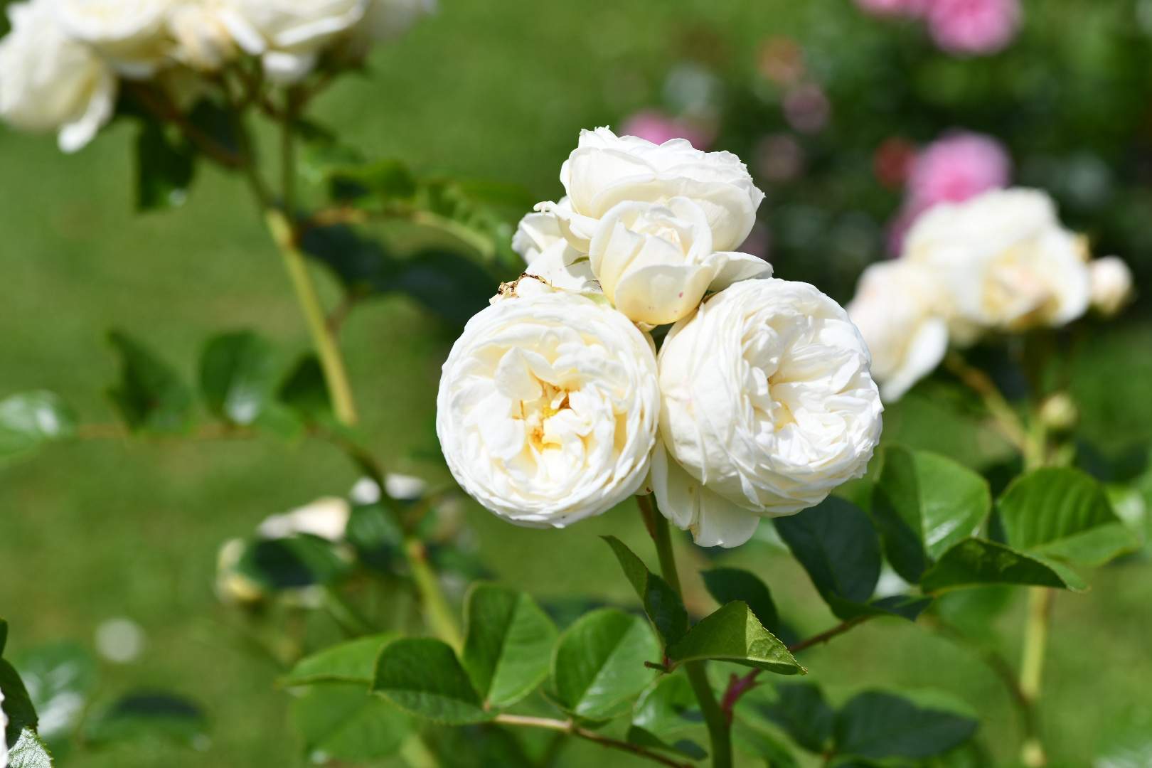 Bild ohne Beschreibung Bild ohne Beschreibung