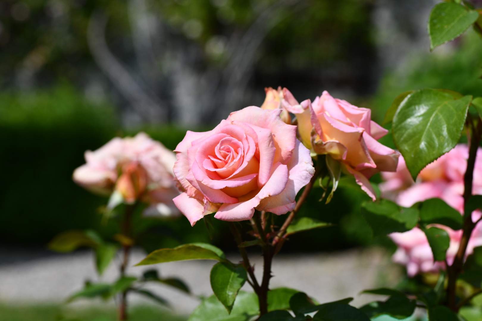 Bild ohne Beschreibung Bild ohne Beschreibung