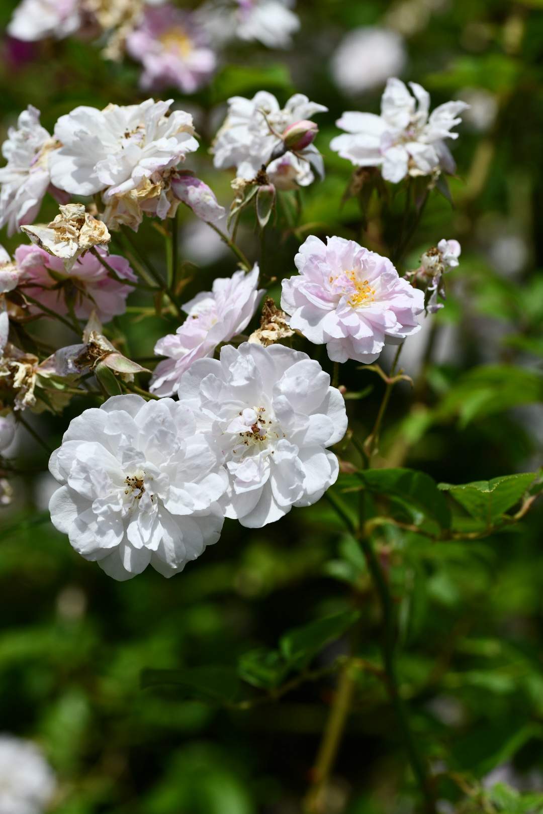 Bild ohne Beschreibung Bild ohne Beschreibung
