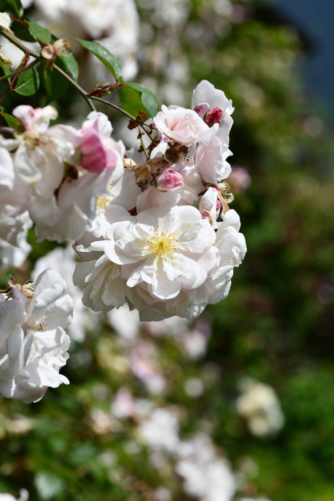 Bild ohne Beschreibung Bild ohne Beschreibung