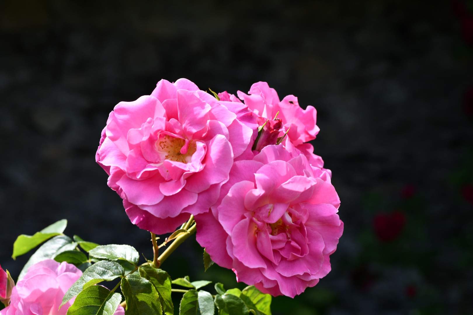 Bild ohne Beschreibung Bild ohne Beschreibung