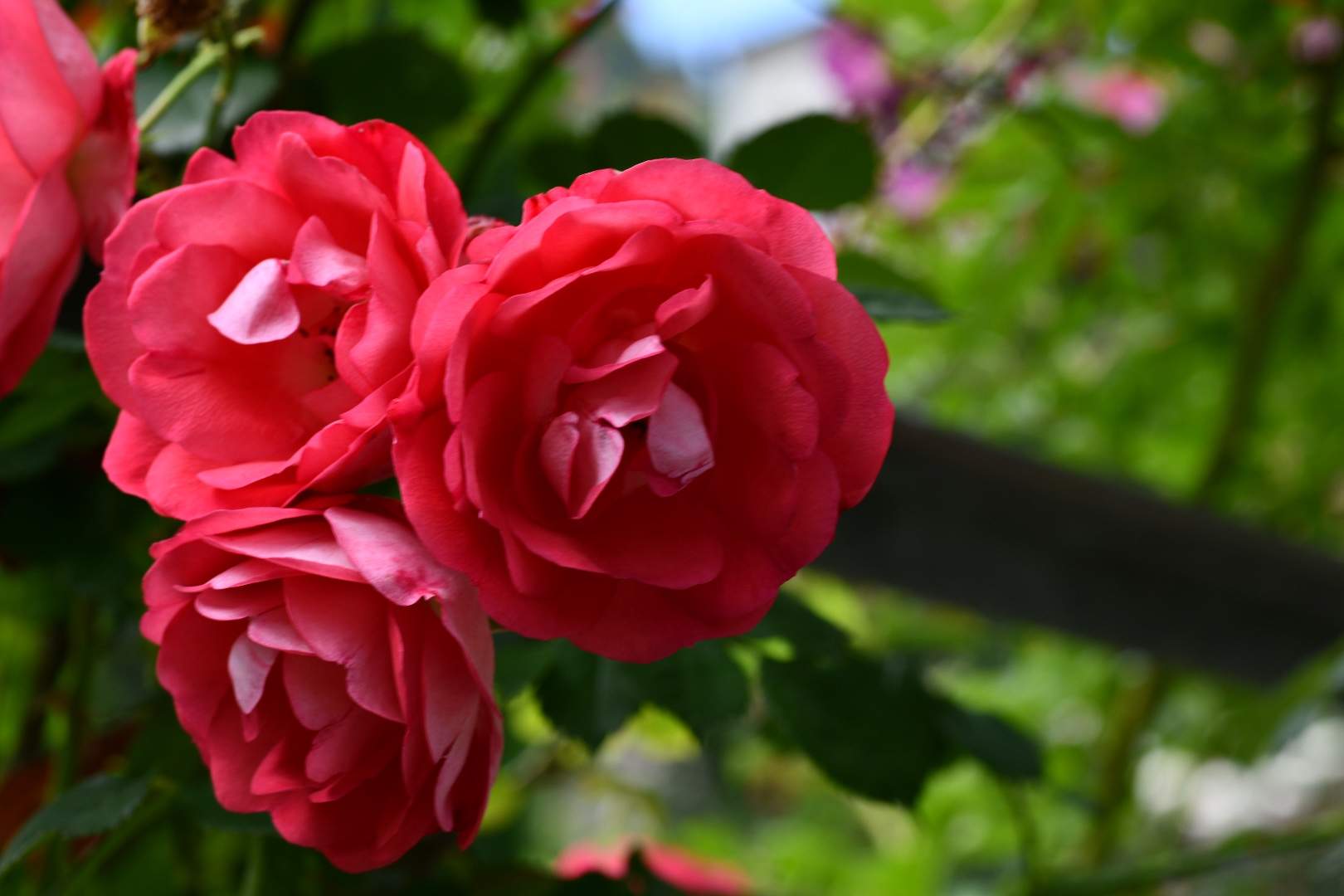 Bild ohne Beschreibung Bild ohne Beschreibung