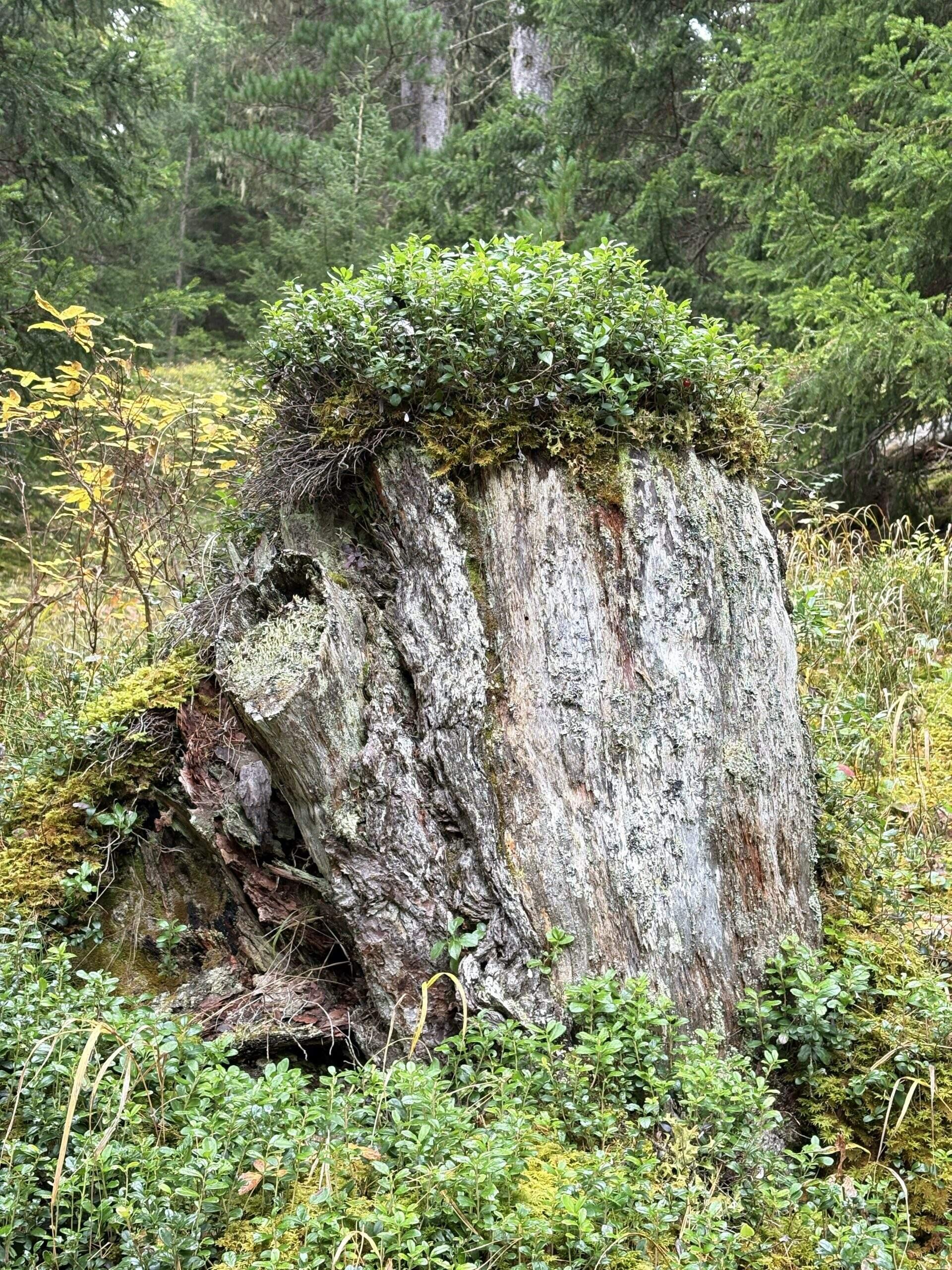 Bild ohne Beschreibung Bild ohne Beschreibung