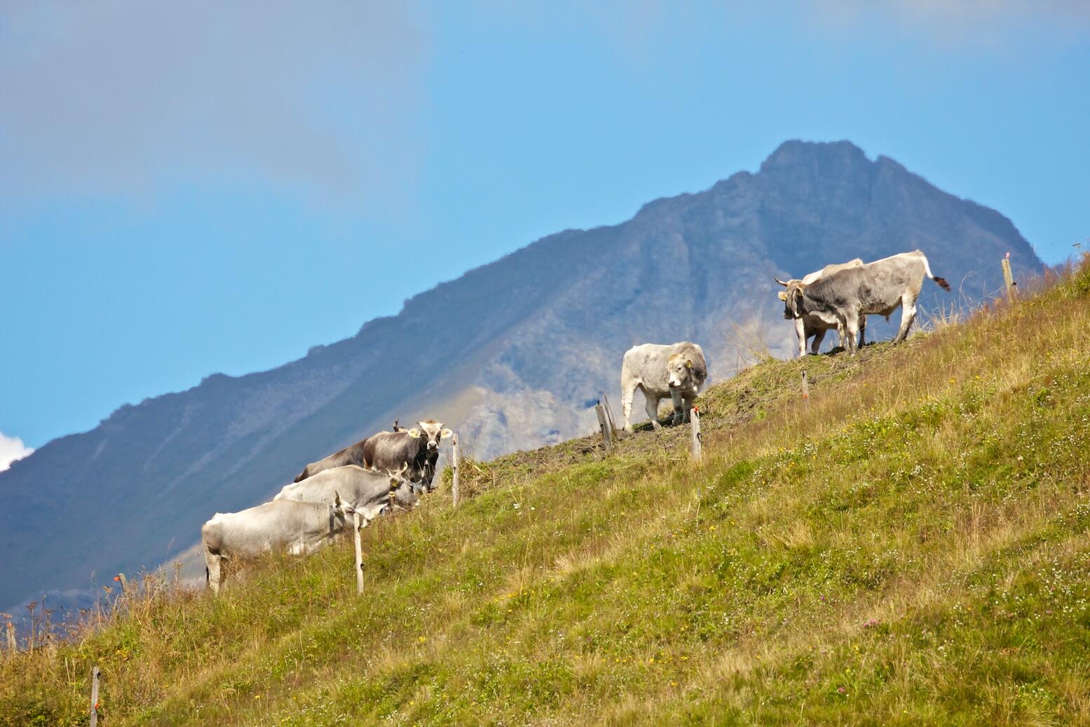 Bild ohne Beschreibung