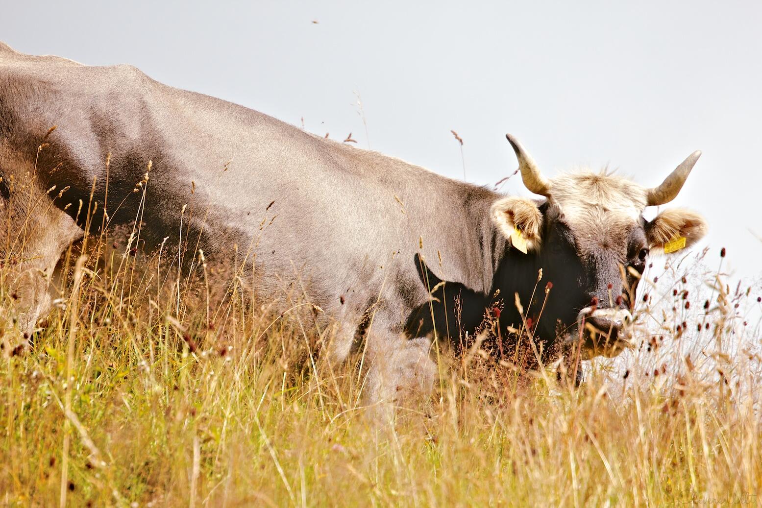 Bild ohne Beschreibung