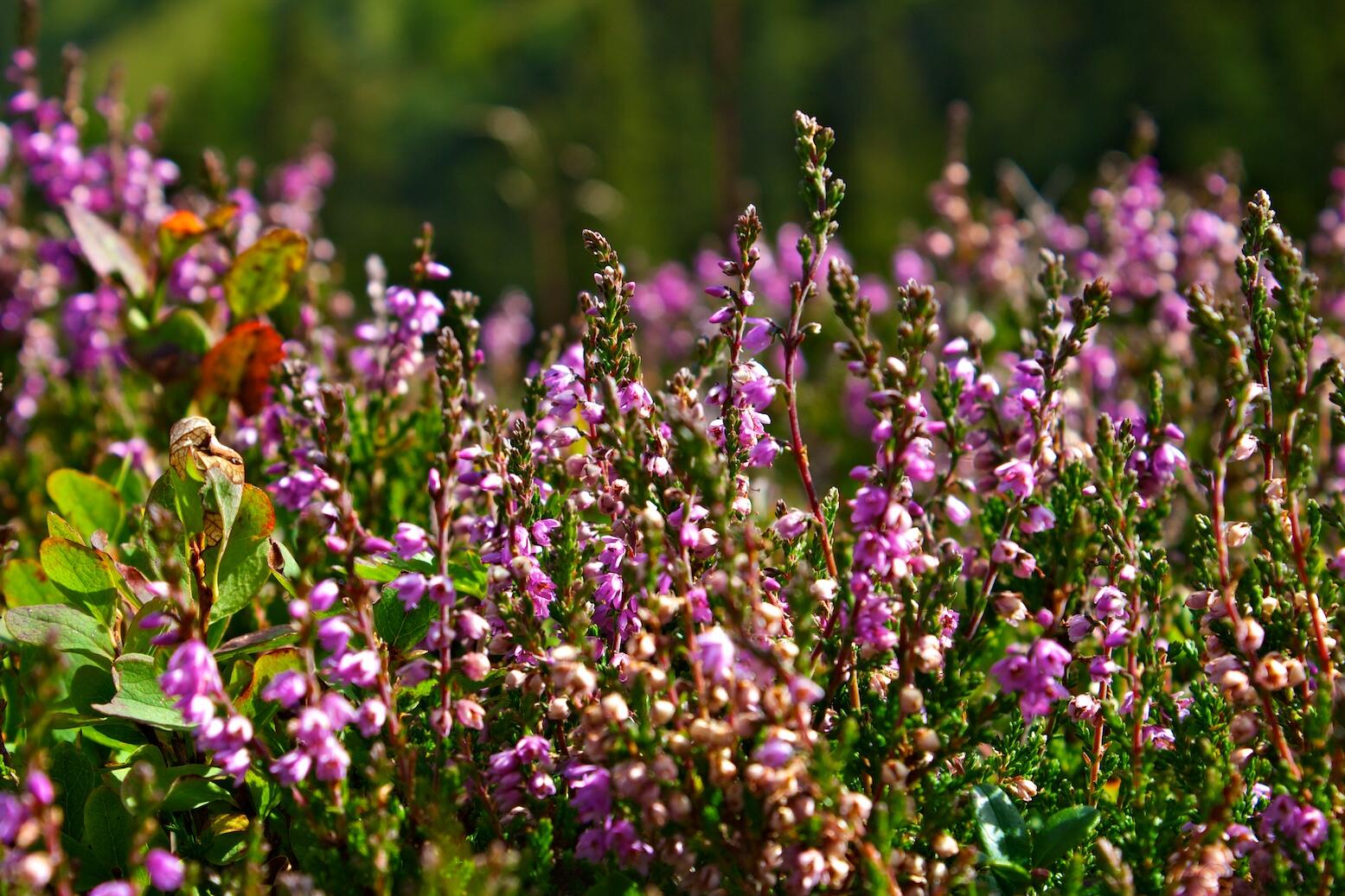 Bild ohne Beschreibung