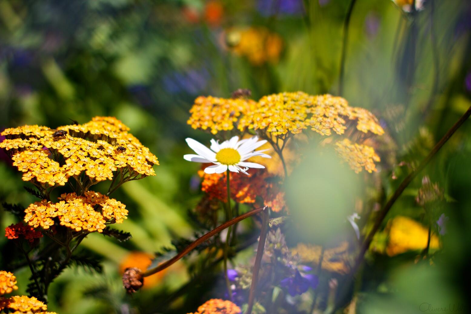 Bild ohne Beschreibung