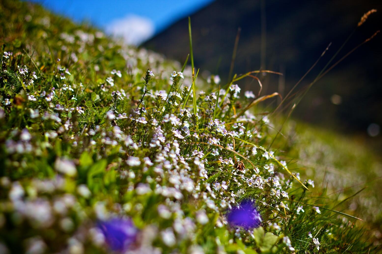 Bild ohne Beschreibung