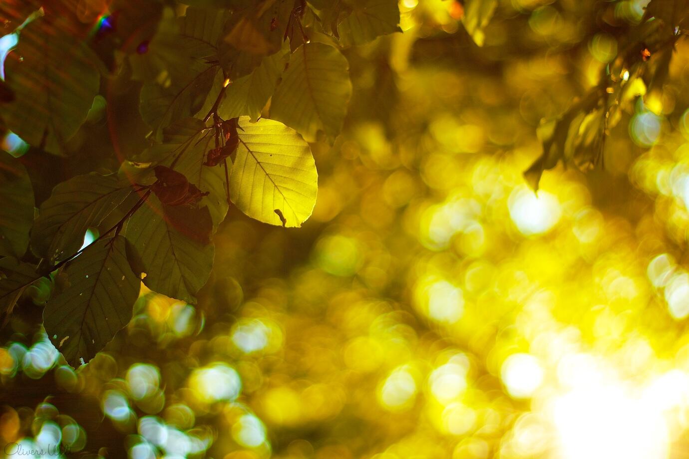 Bild ohne Beschreibung