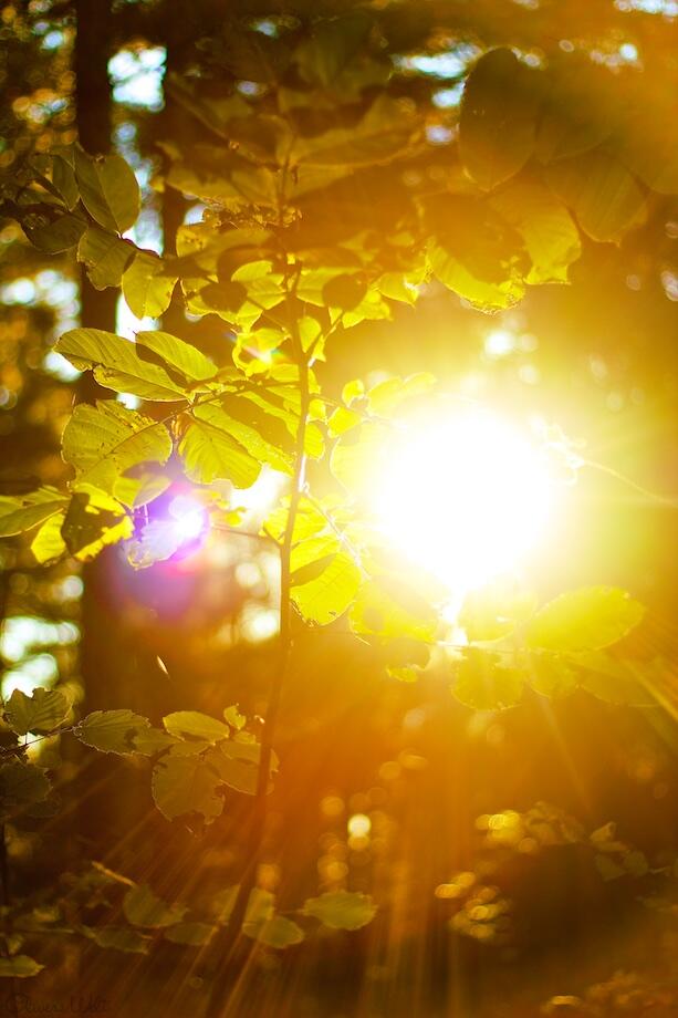 Bild ohne Beschreibung