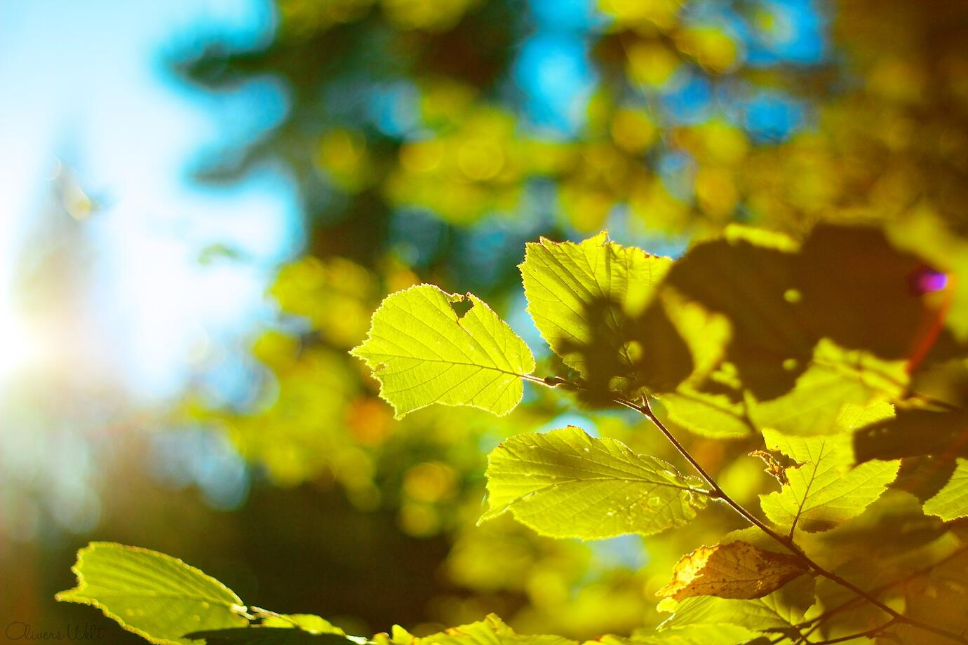 Bild ohne Beschreibung