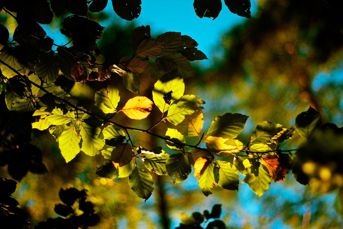 Bild ohne Beschreibung