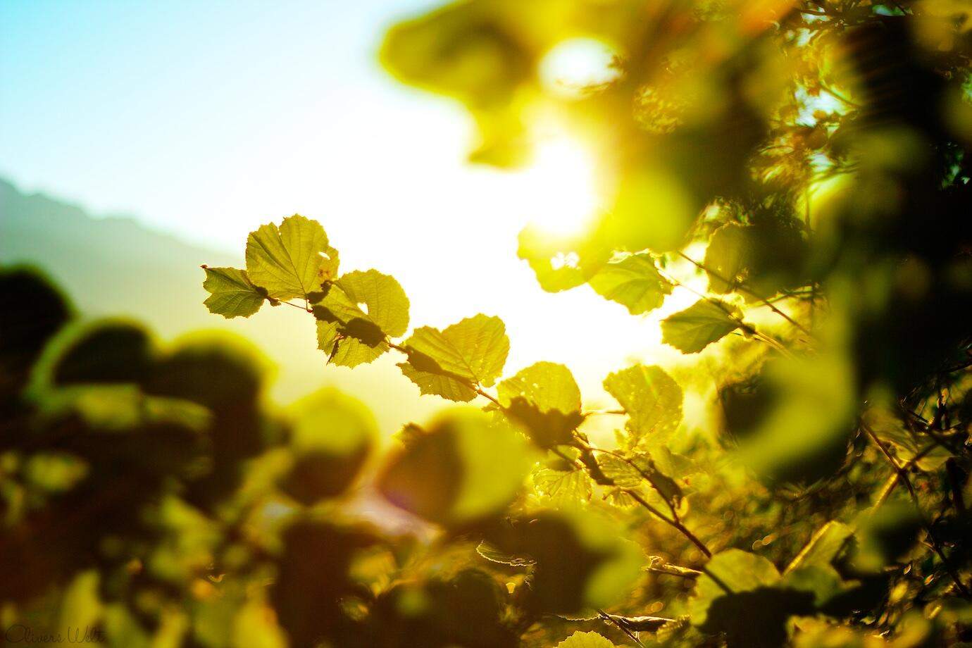 Bild ohne Beschreibung