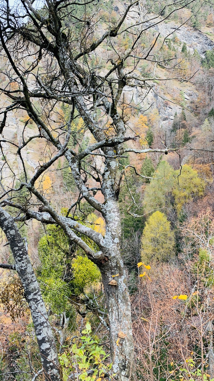 Bild ohne Beschreibung