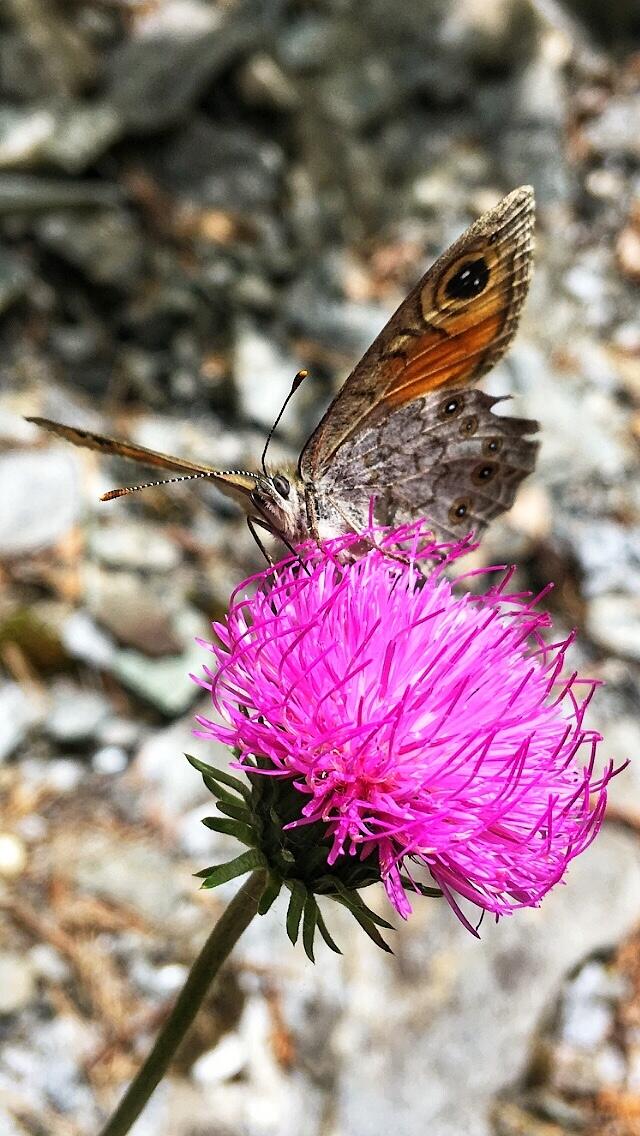 Bild ohne Beschreibung Bild ohne Beschreibung