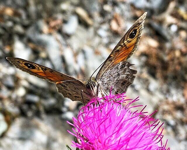 Bild ohne Beschreibung Bild ohne Beschreibung