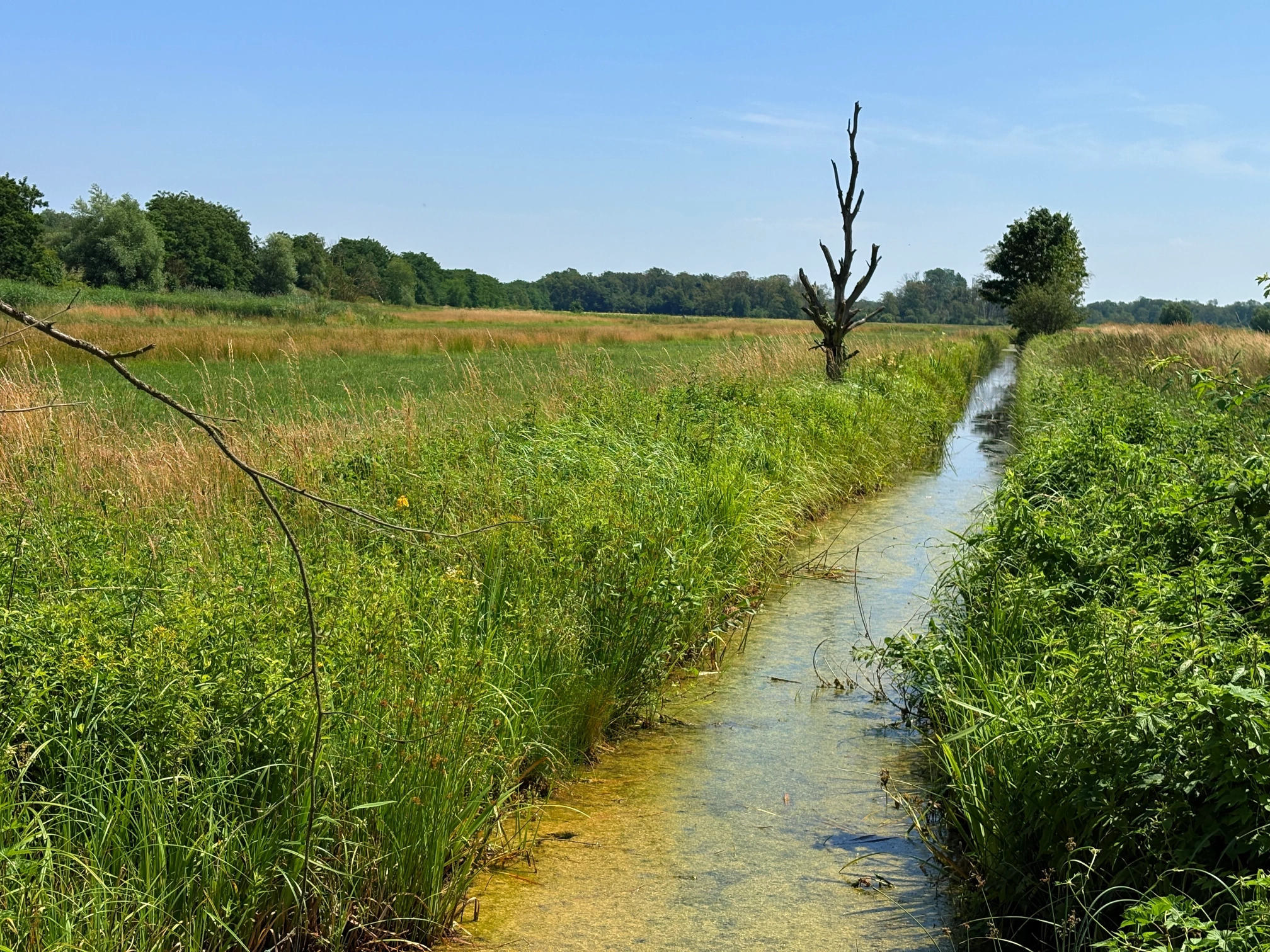 Stechfliegen-Paradies Stechfliegen-Paradies