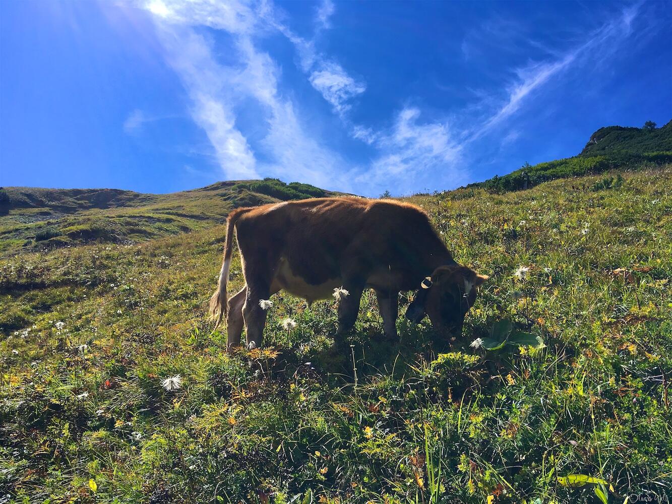 Bild ohne Beschreibung Bild ohne Beschreibung