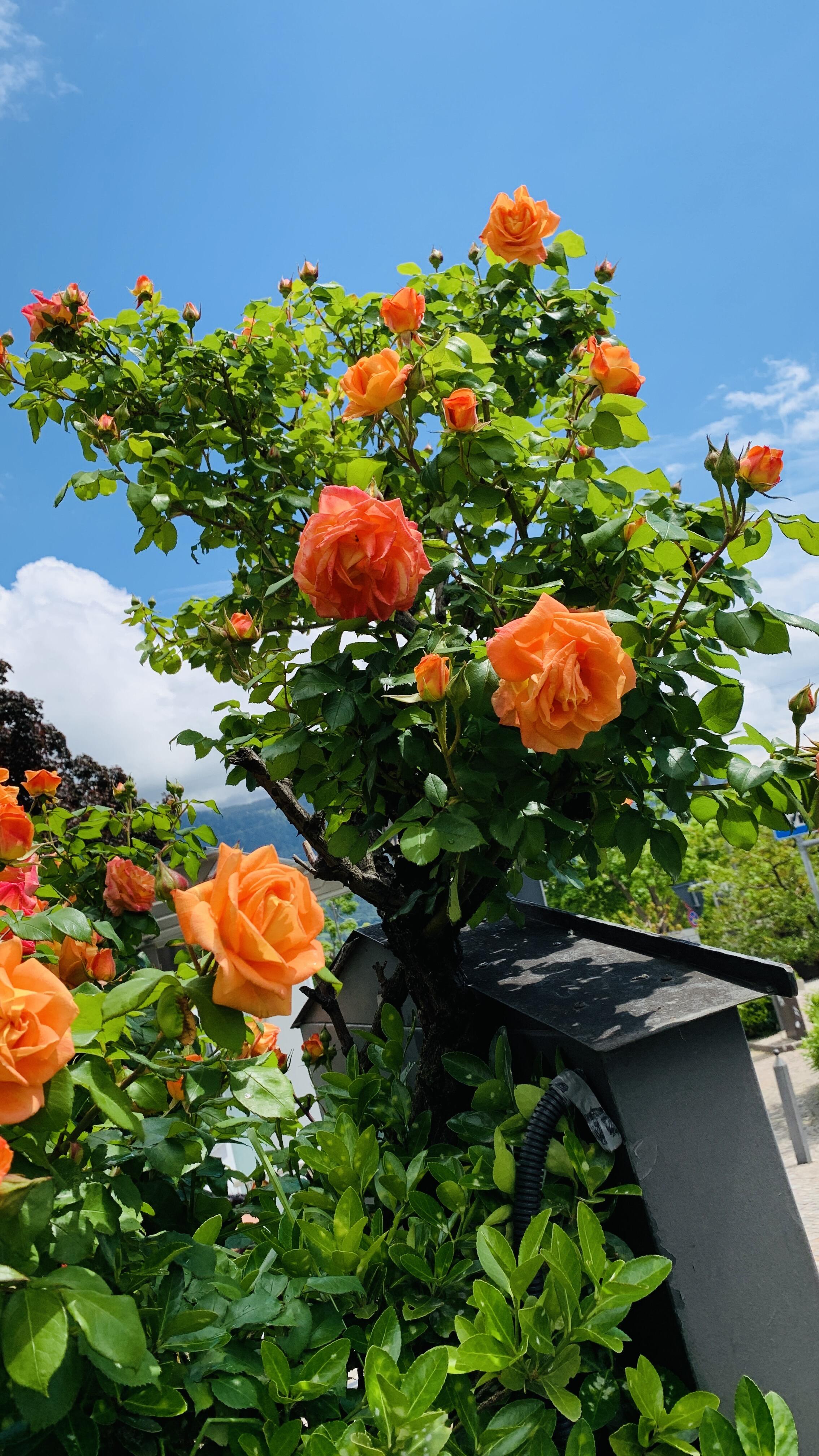 Bild ohne Beschreibung Bild ohne Beschreibung