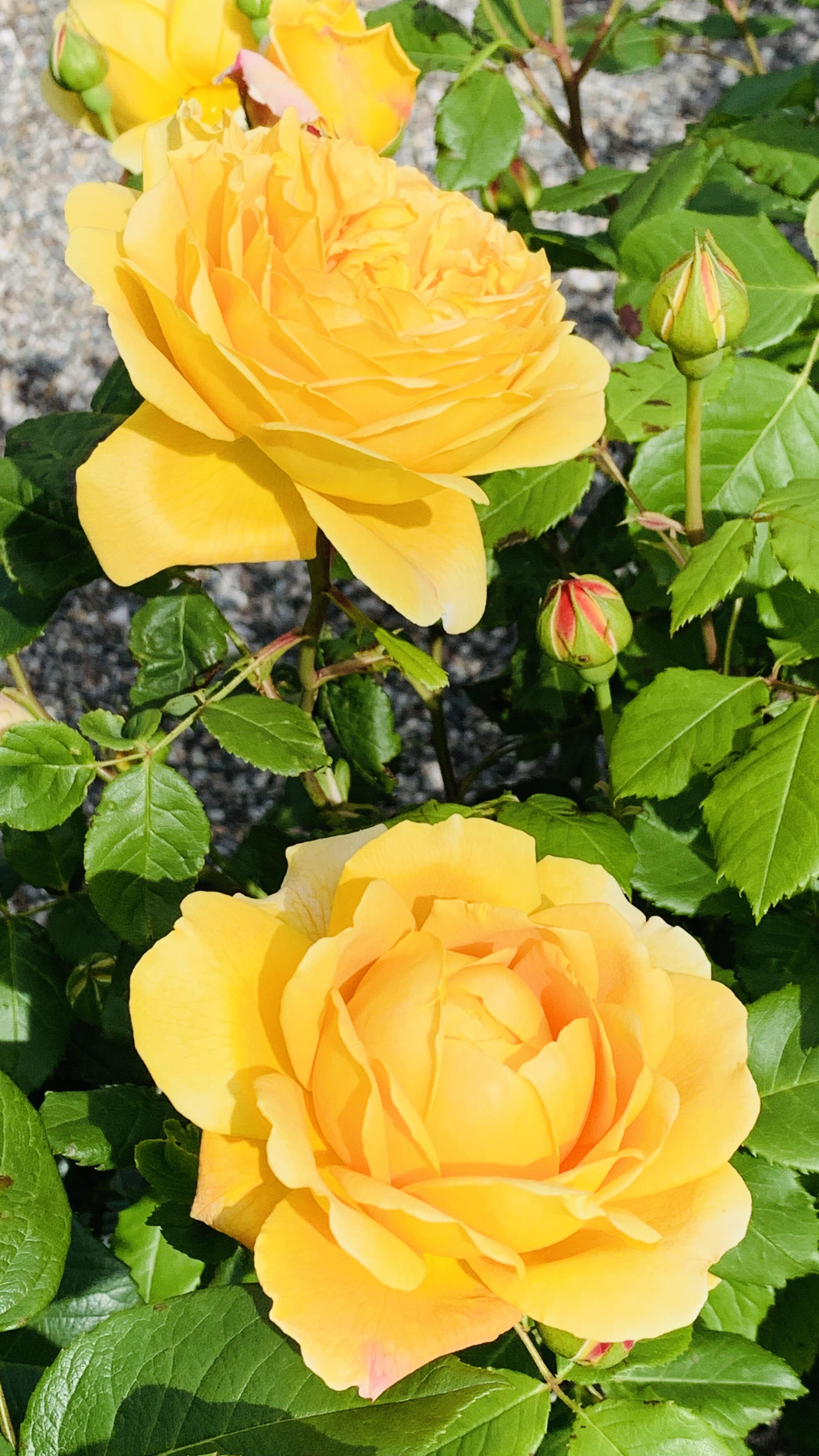 Bild ohne Beschreibung Bild ohne Beschreibung