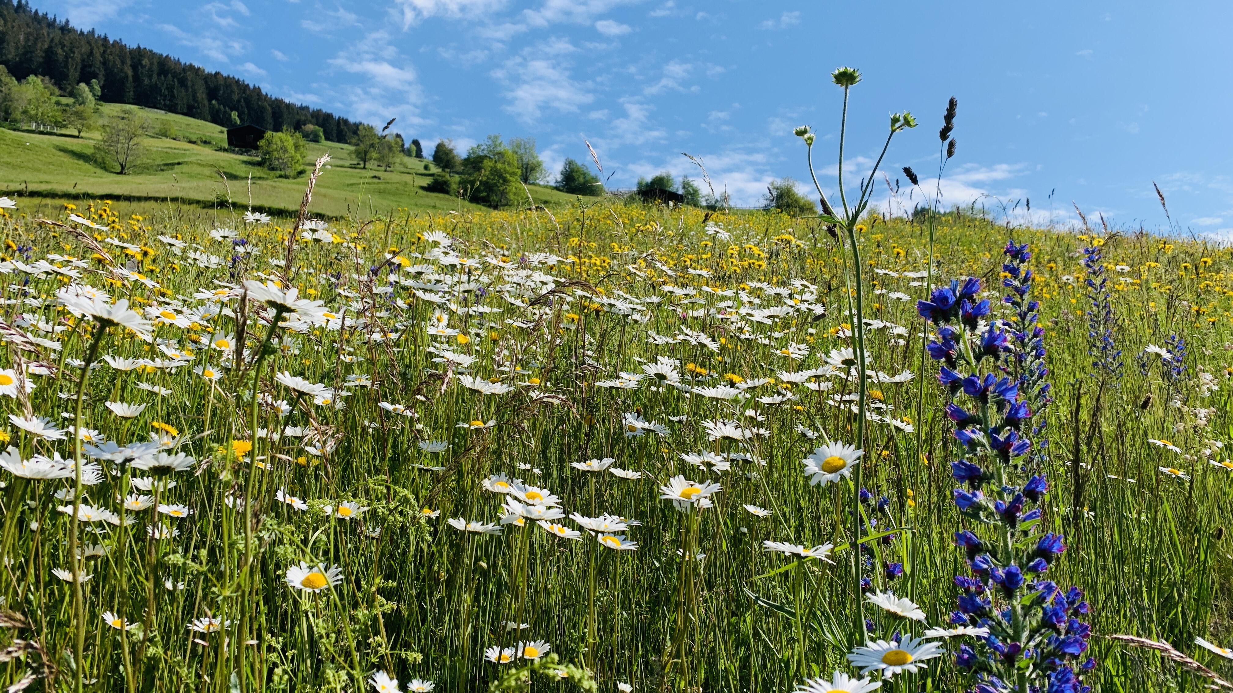 Bild ohne Beschreibung Bild ohne Beschreibung