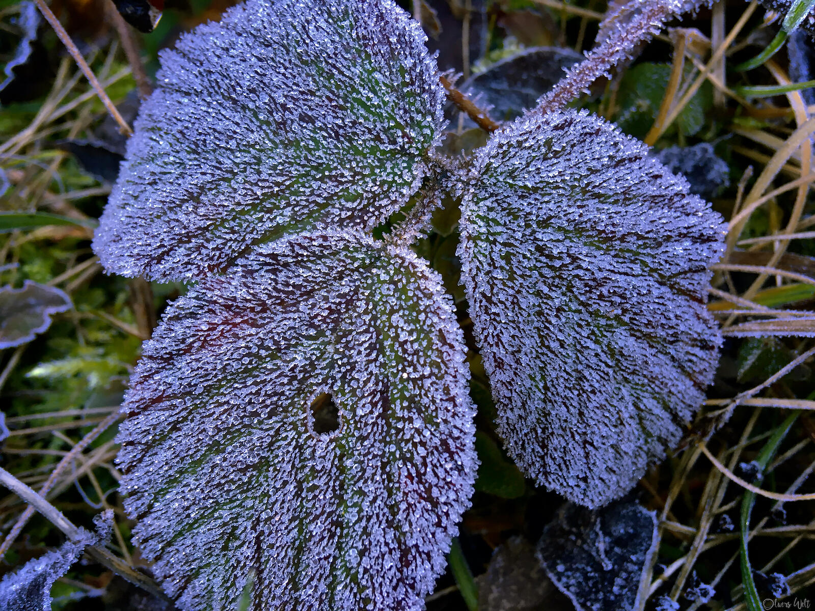 Bild ohne Beschreibung