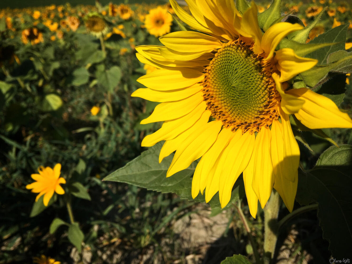 Bild ohne Beschreibung