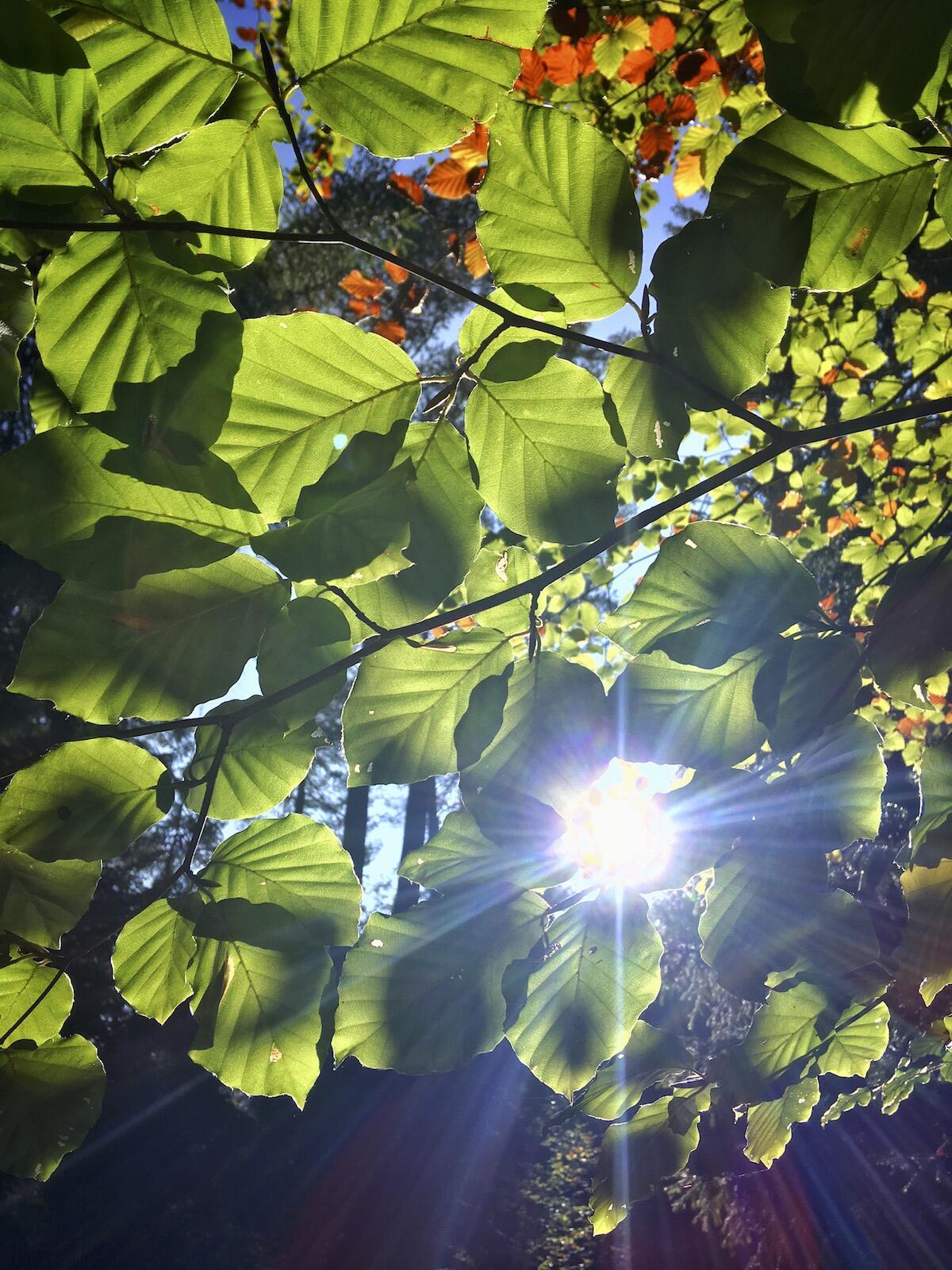 Bild ohne Beschreibung