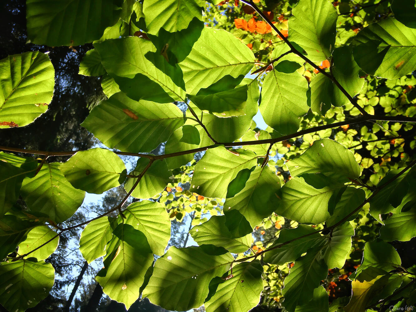 Bild ohne Beschreibung