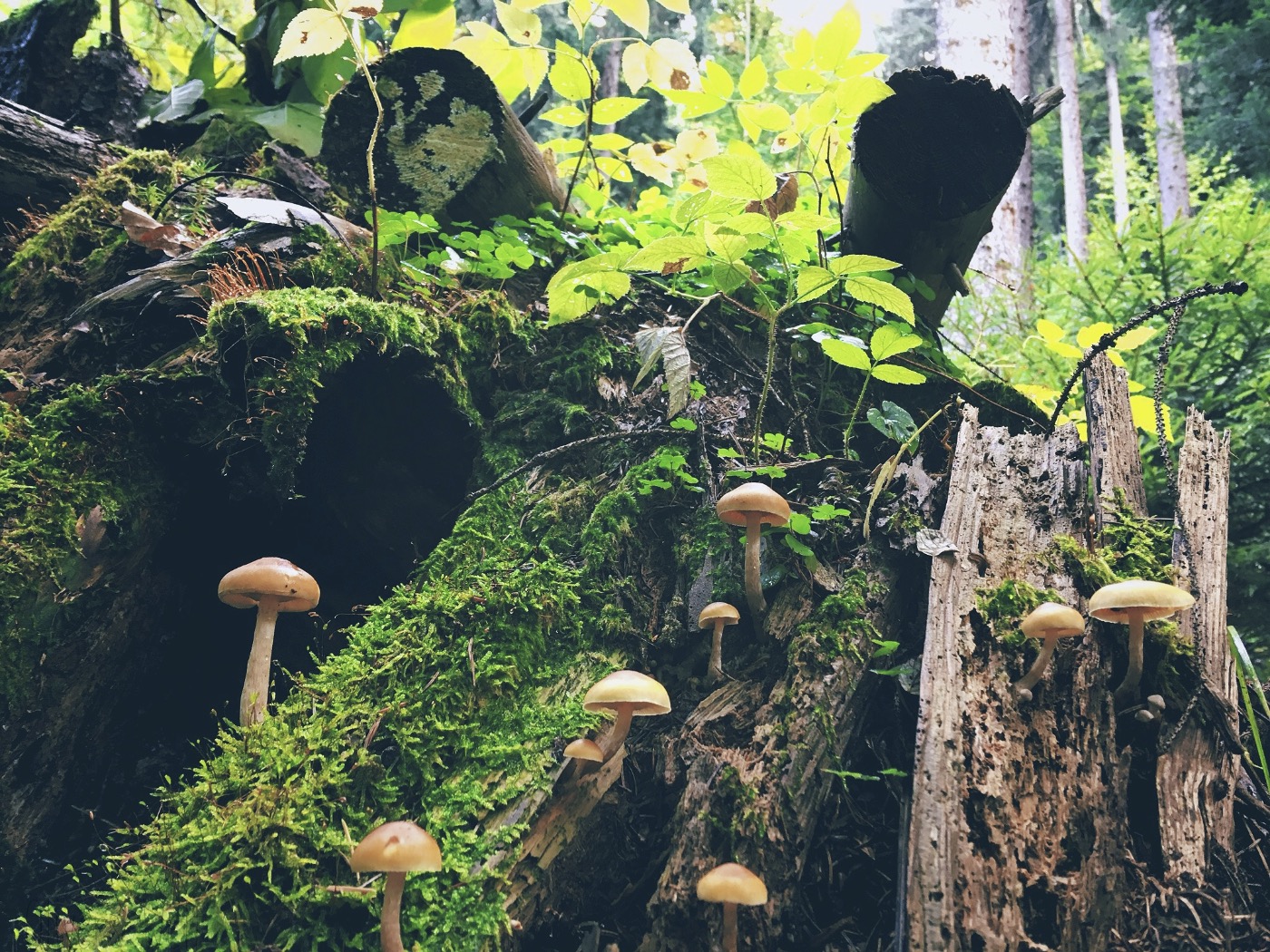 Bild ohne Beschreibung