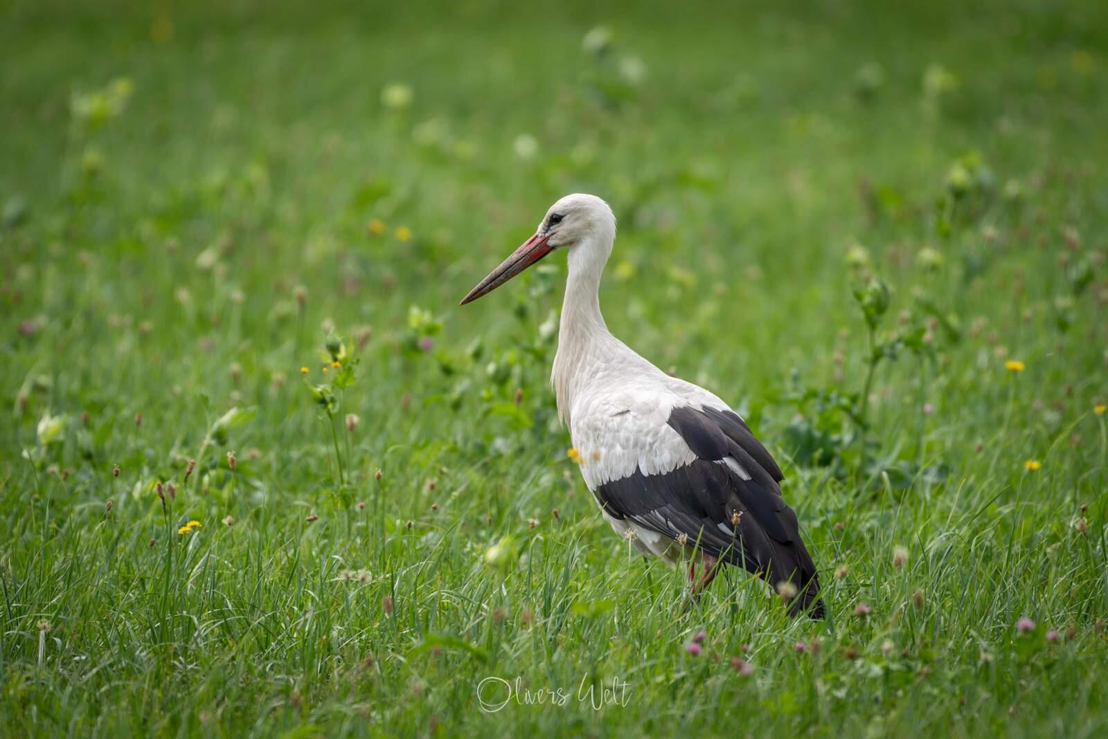 Bild ohne Beschreibung