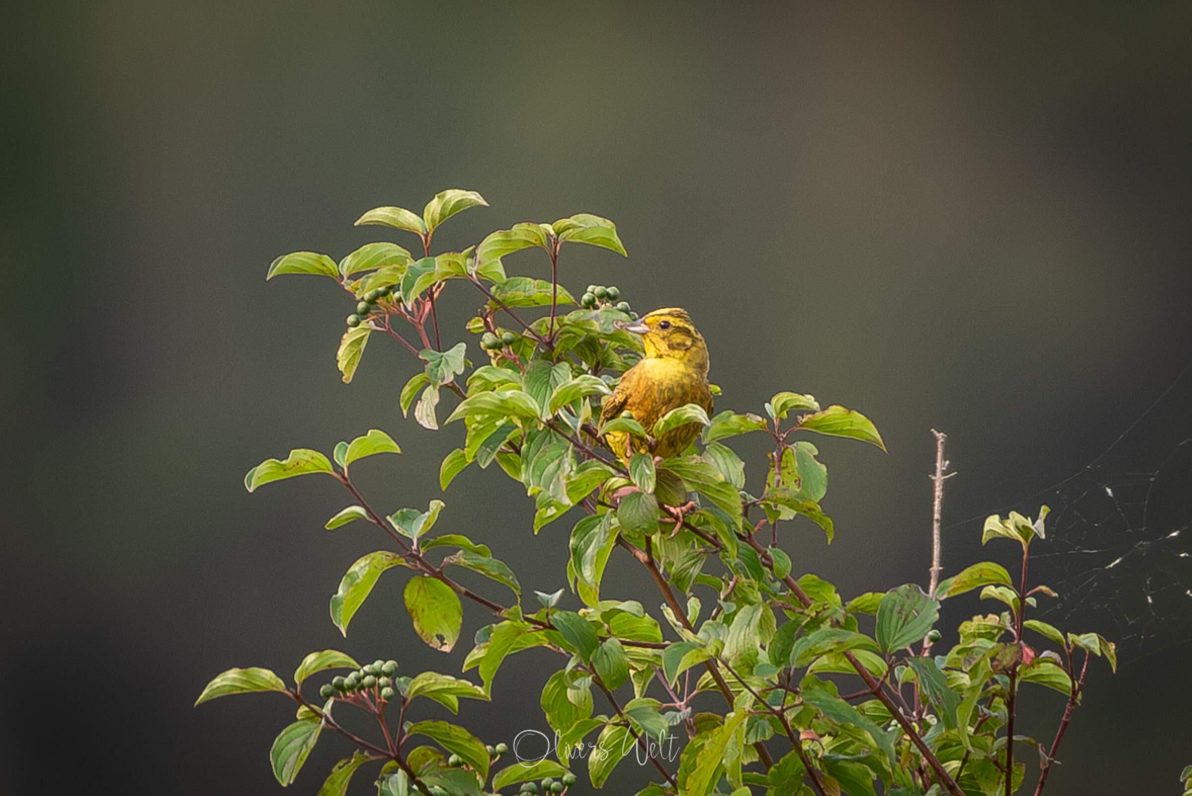 Bild ohne Beschreibung