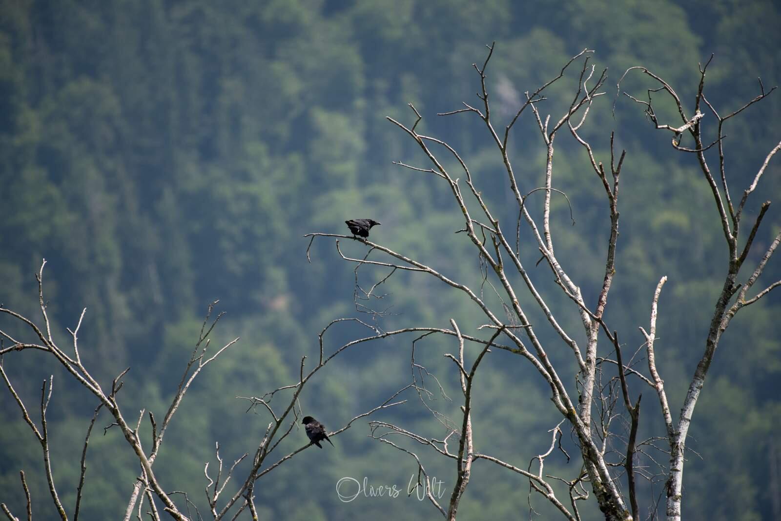 Bild ohne Beschreibung