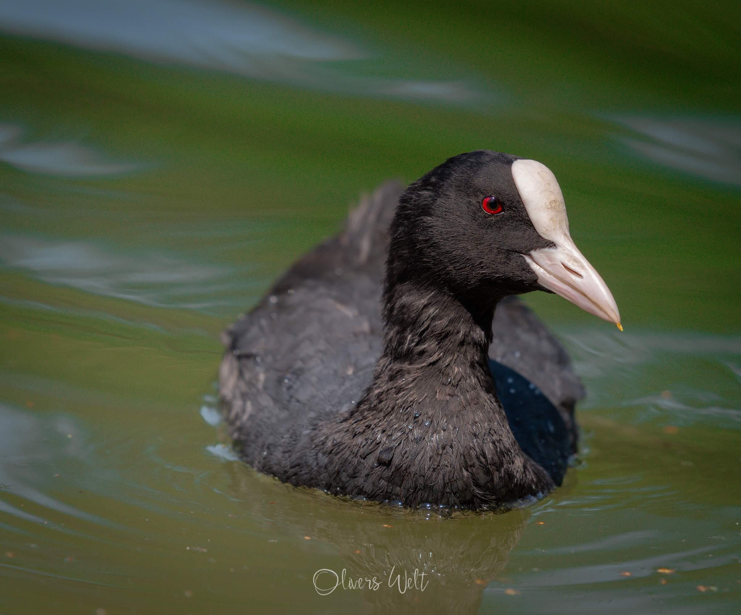 Bild ohne Beschreibung