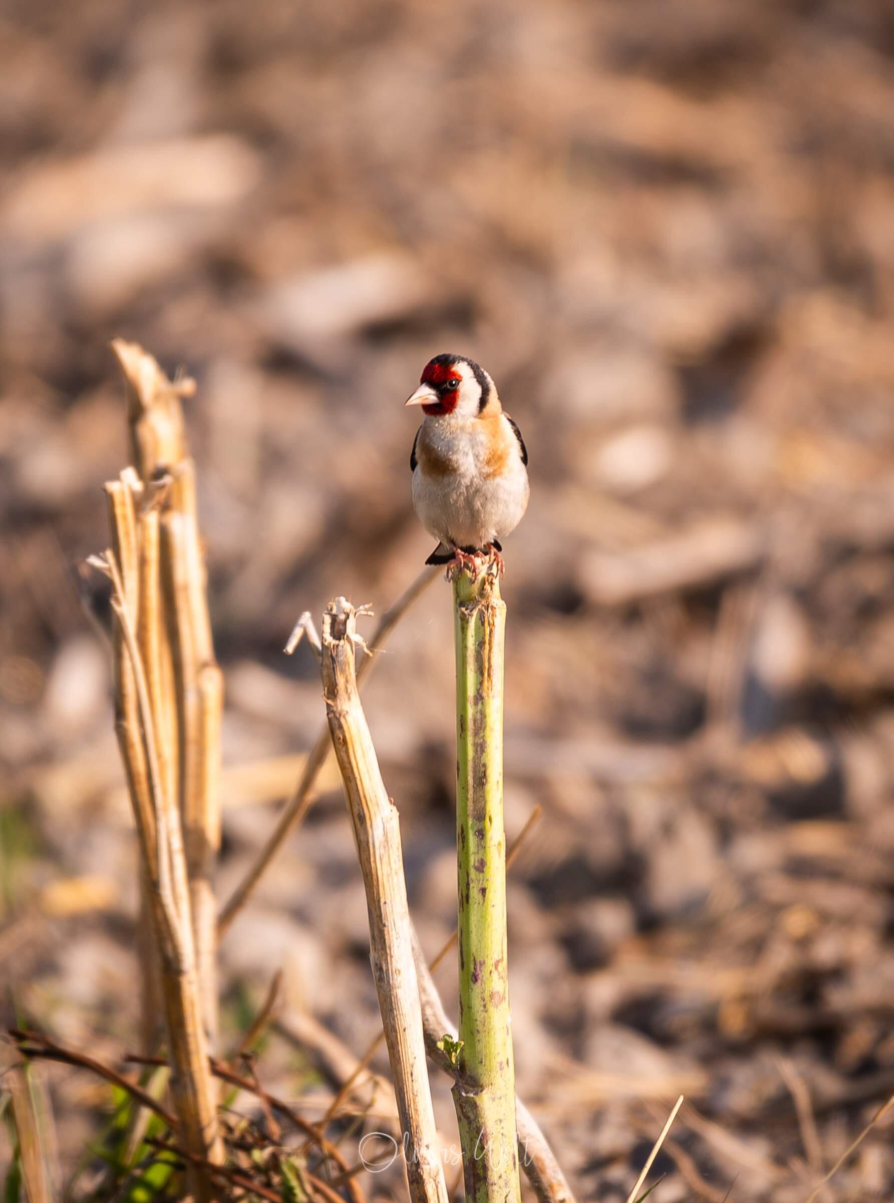 Bild ohne Beschreibung Bild ohne Beschreibung