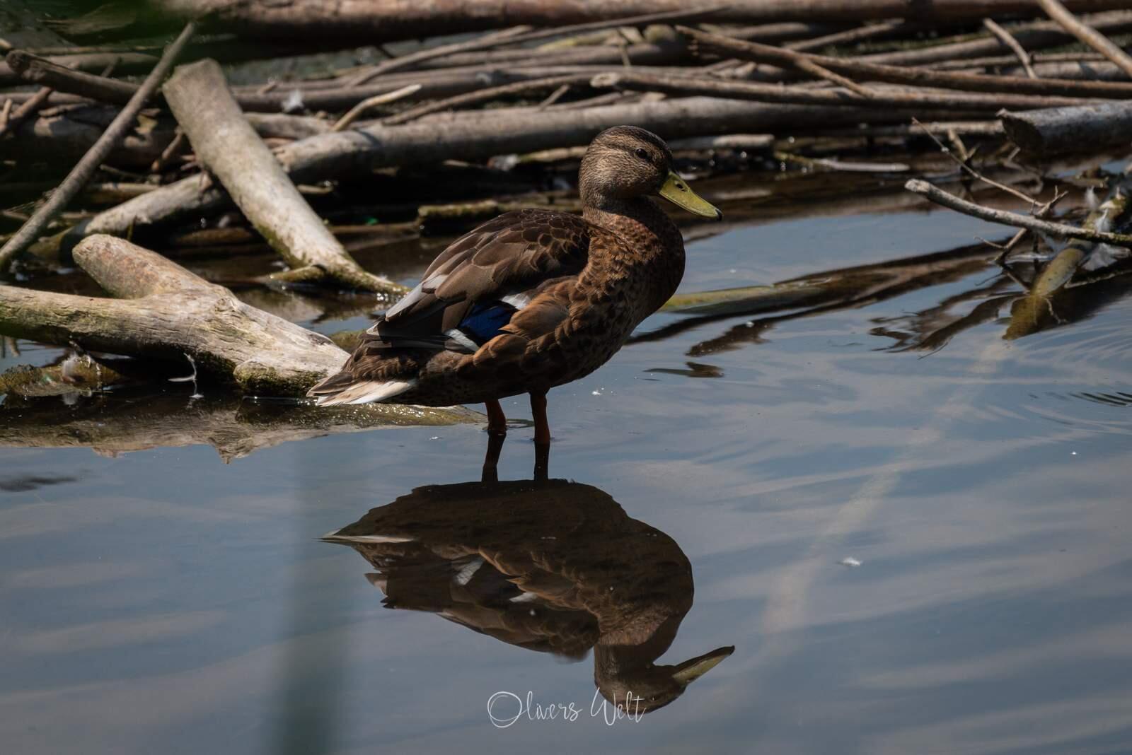Bild ohne Beschreibung