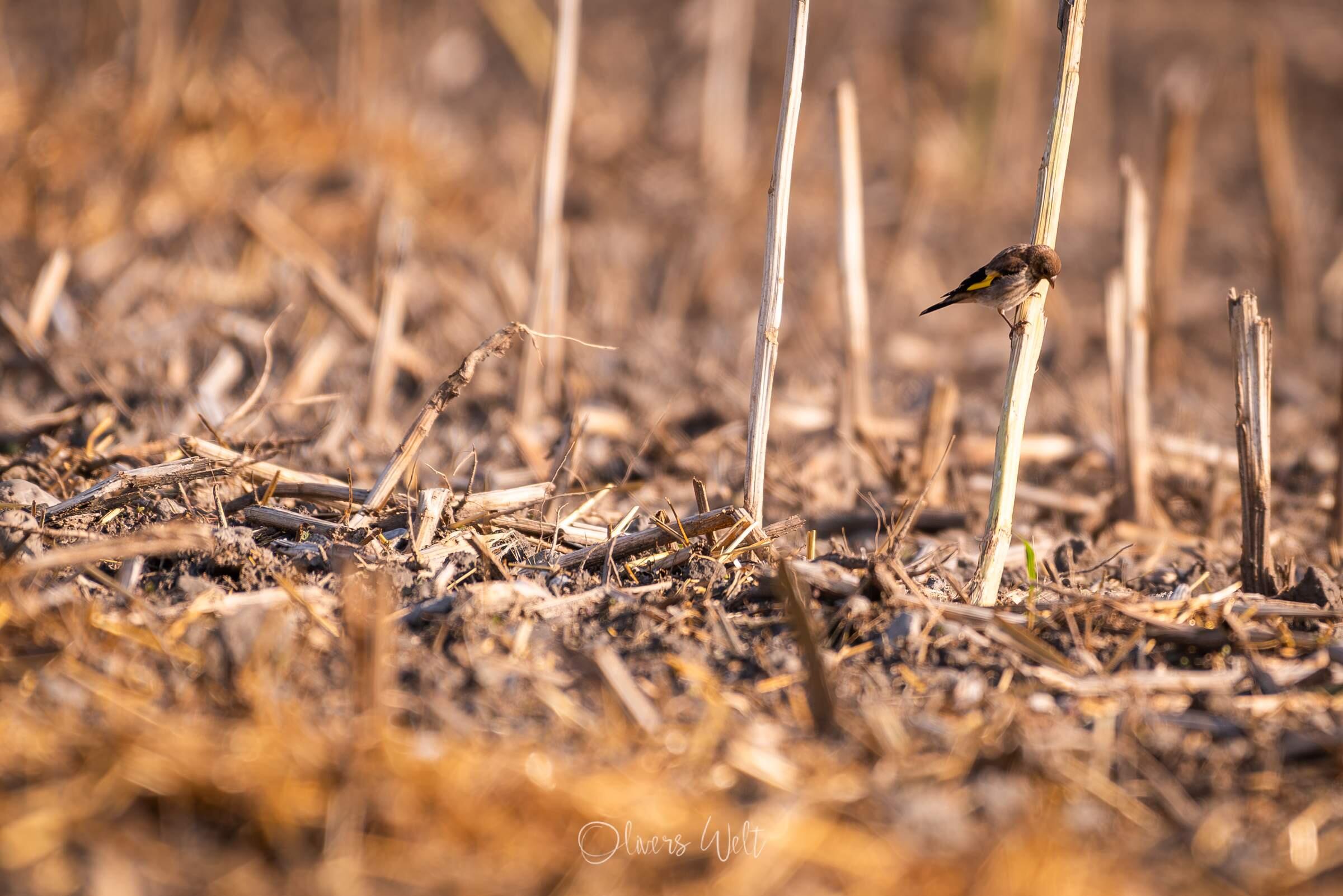 Bild ohne Beschreibung Bild ohne Beschreibung