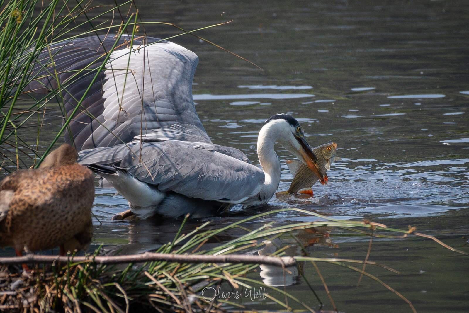 Bild ohne Beschreibung