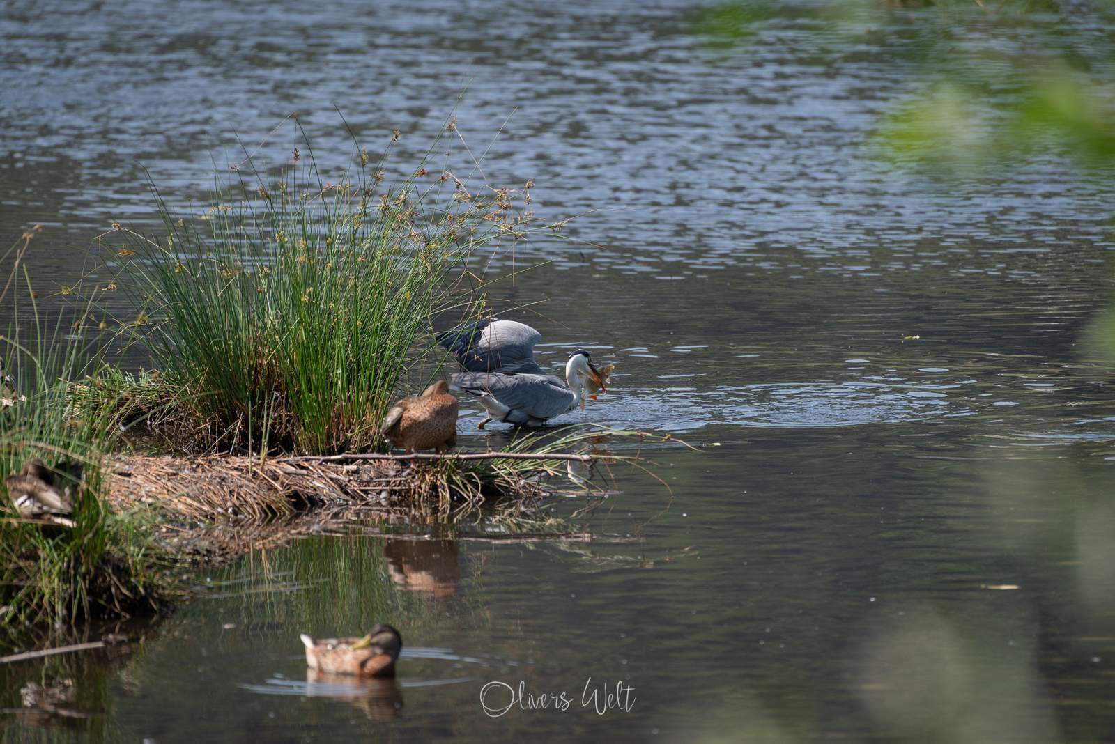 Bild ohne Beschreibung