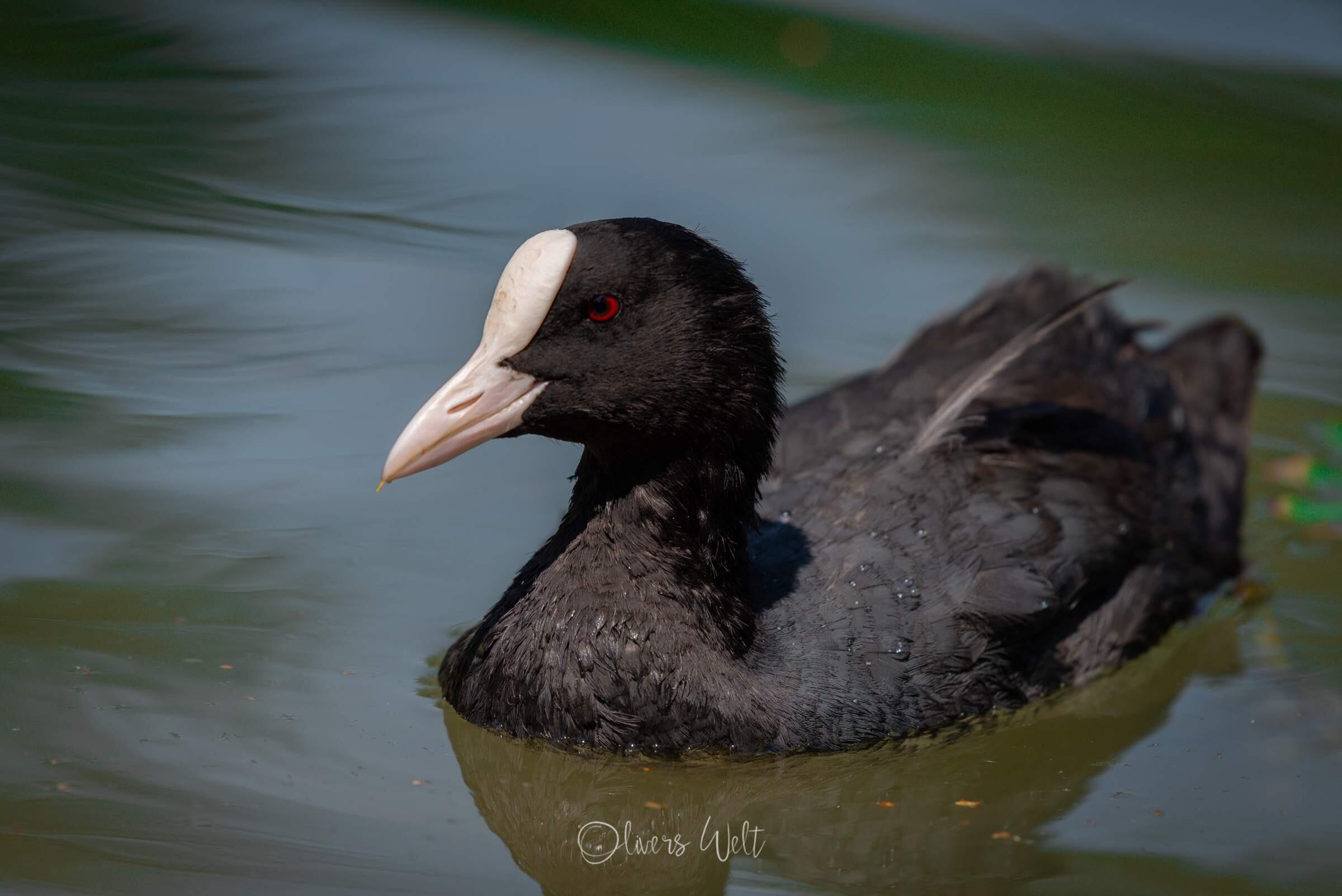 Bild ohne Beschreibung