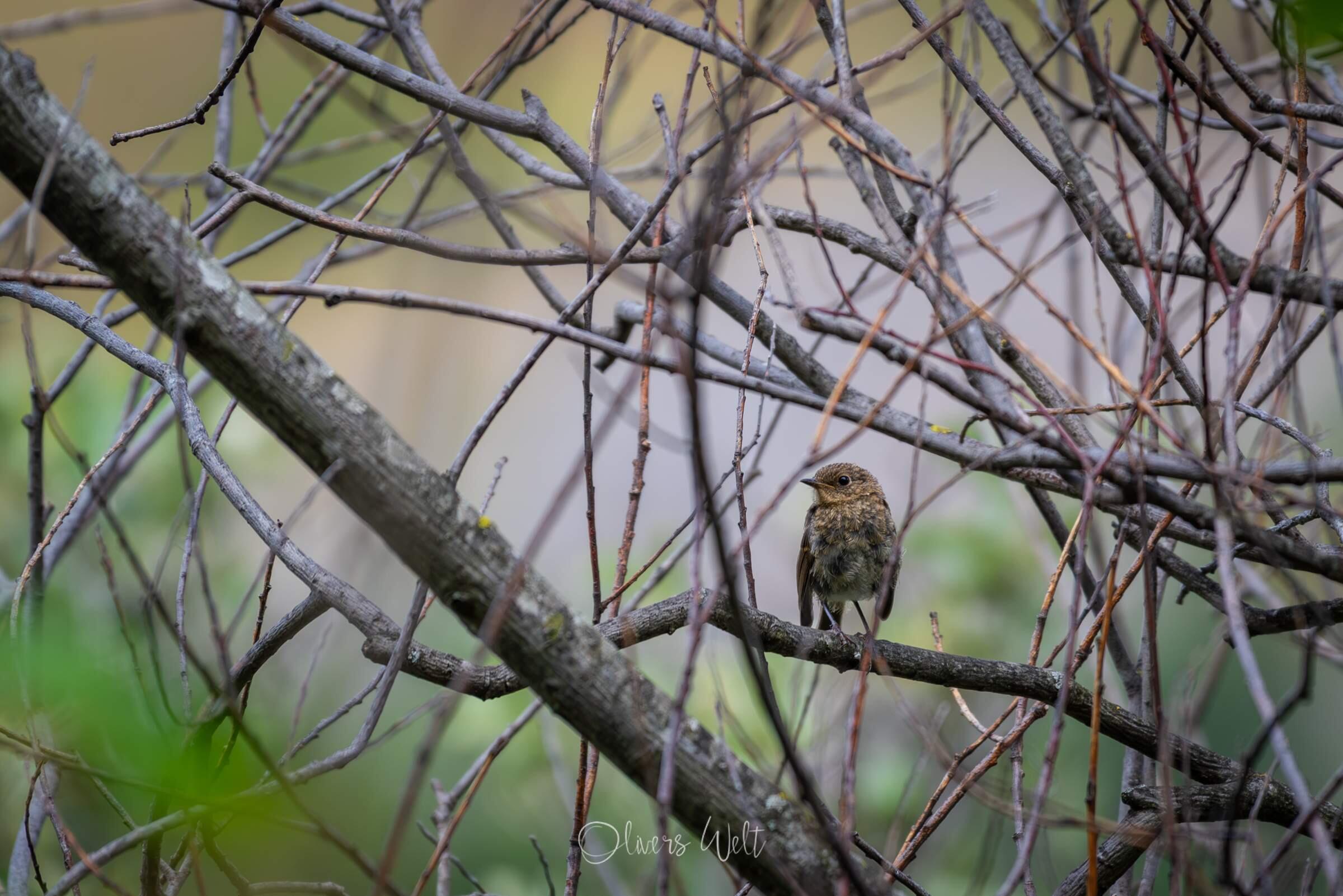 Bild ohne Beschreibung