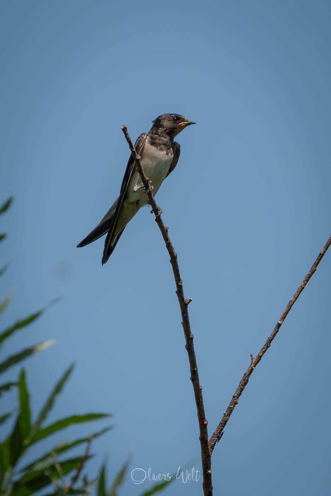 Bild ohne Beschreibung