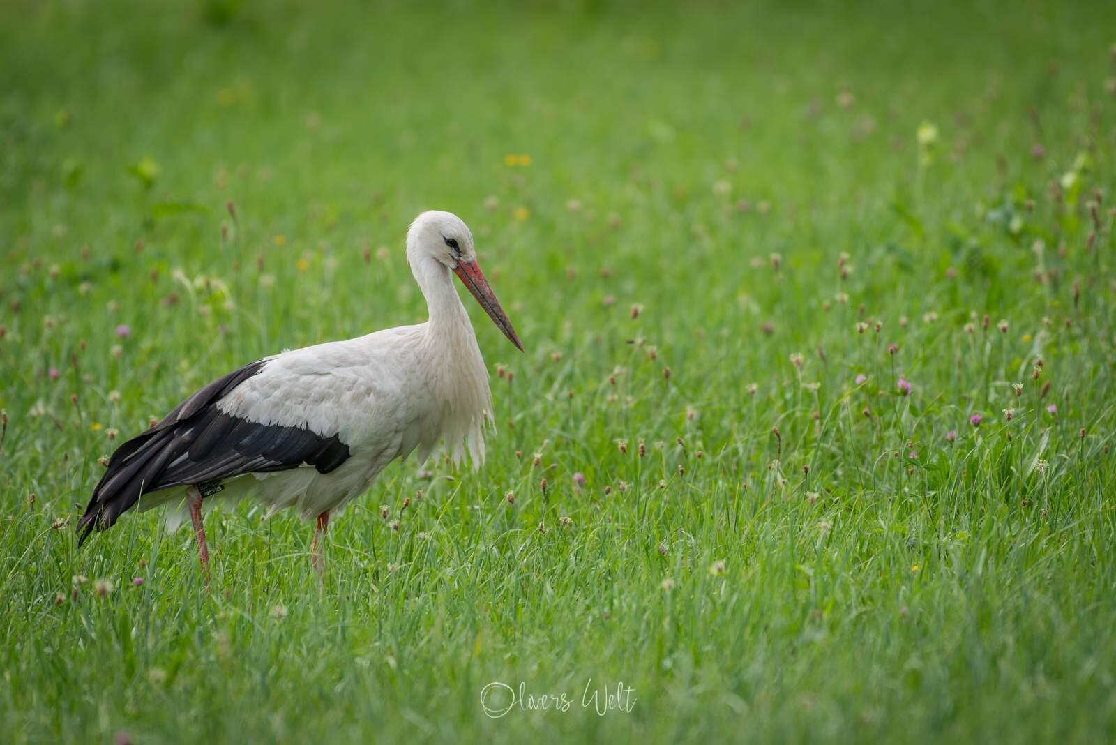 Bild ohne Beschreibung